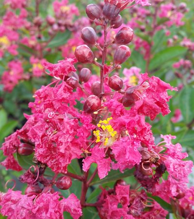 Crape Myrtle Victor
